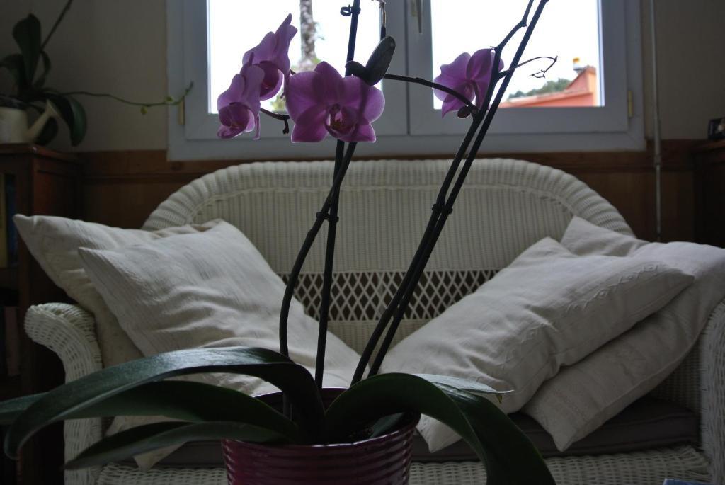 Hotel Residence San Pieru Tarcu Kamer foto